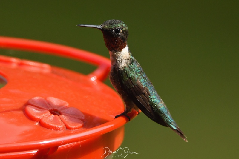 Male Ruby throated hummingbird 
8/21
