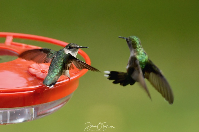 ruby throated hummingbird 
8/21
