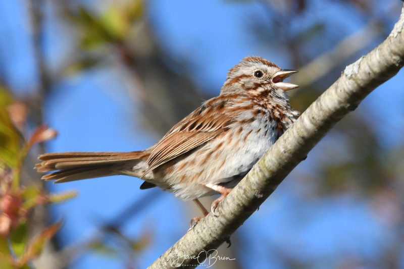 Song Sparrow
Pickering Pond
5/13/2020

