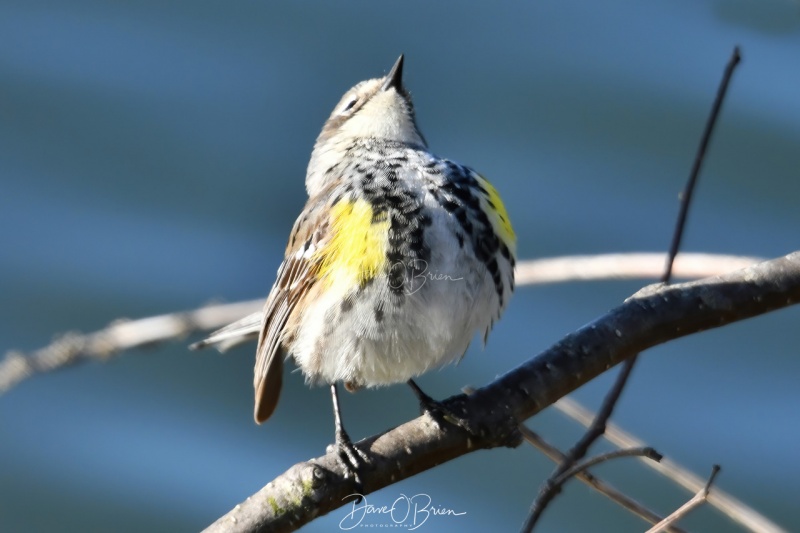 Yellow-rumped Warbler gets ready to sing.
Pickering Pond
5/13/2020
