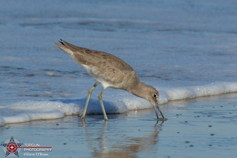 a Willet looking for food
