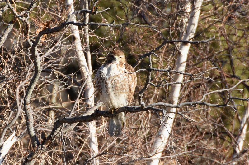 Red Tail making eye contact in Salisbury MA 1/31/18
