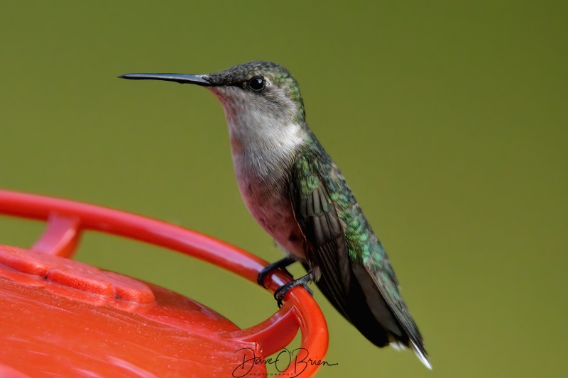 ruby throated hummingbird 
8/21
