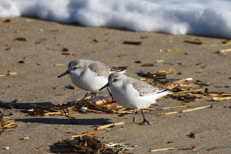 Sandpipers, Hampton State Park 1/31/18
