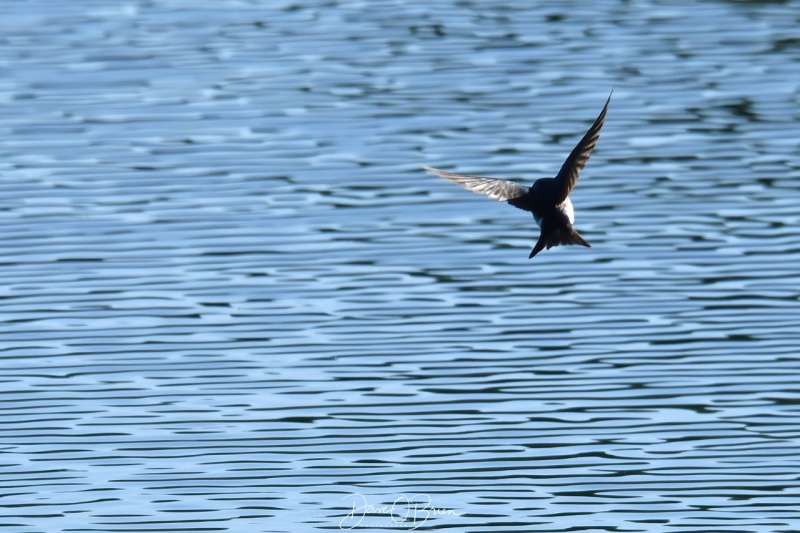 Tree Swallow
Pickering Pond
5/13/2020
