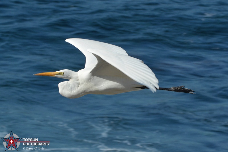 Snowy Egret 
