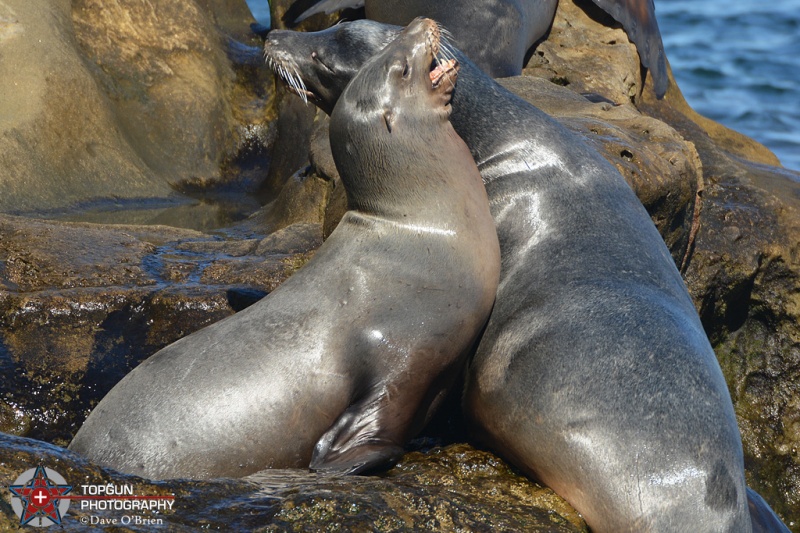 Sea Lions at La Joya park
