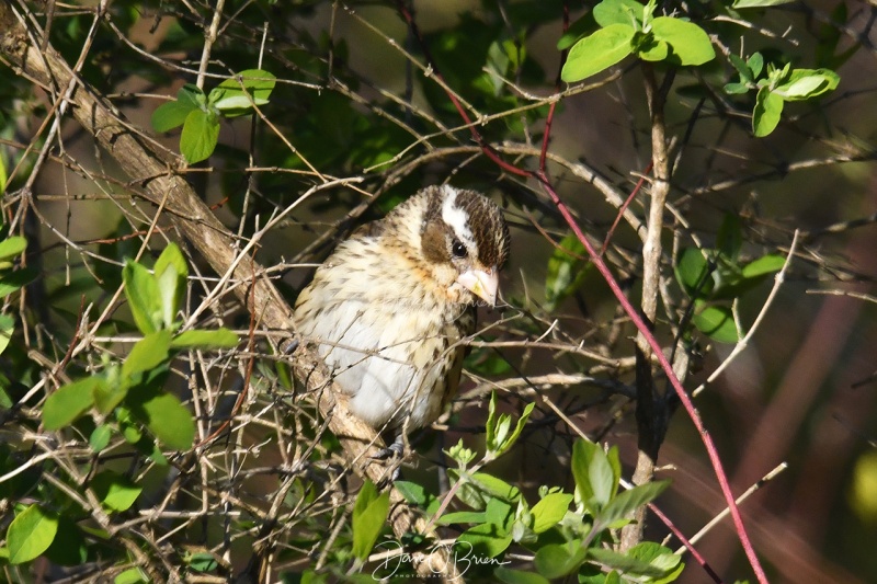 Female Rose-breasted Grosbeak
Pickering Pond
5/13/2020
