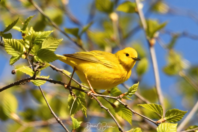 Yellow Warbler
Pickering Pond
5/13/2020
