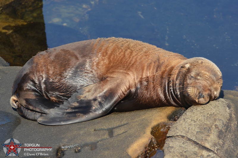 Sea Lions at La Joya park
