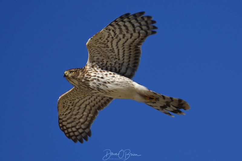 Coopers Hawk 1/31/18 
