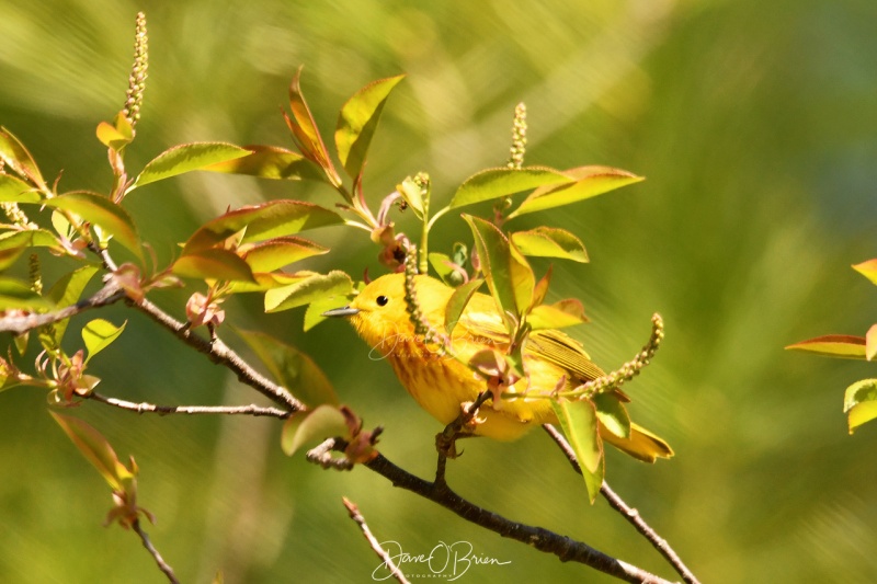 Yellow Warbler
Pickering Pond
5/13/2020
