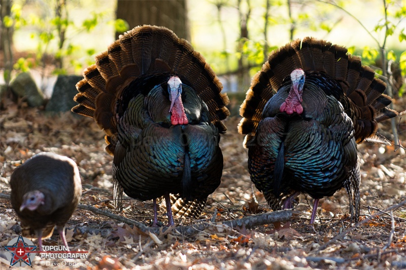 2 Tom Turkeys showing off for a female 5/3/17
