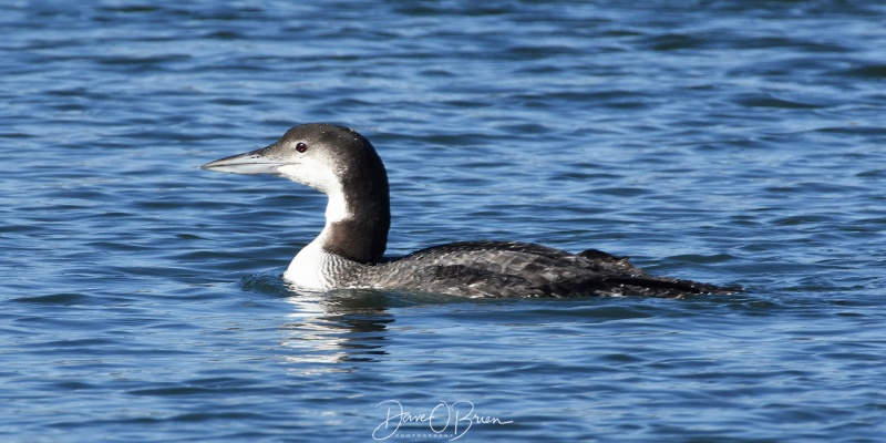 Common Loon in it's winter Plumage  1/31/18 

