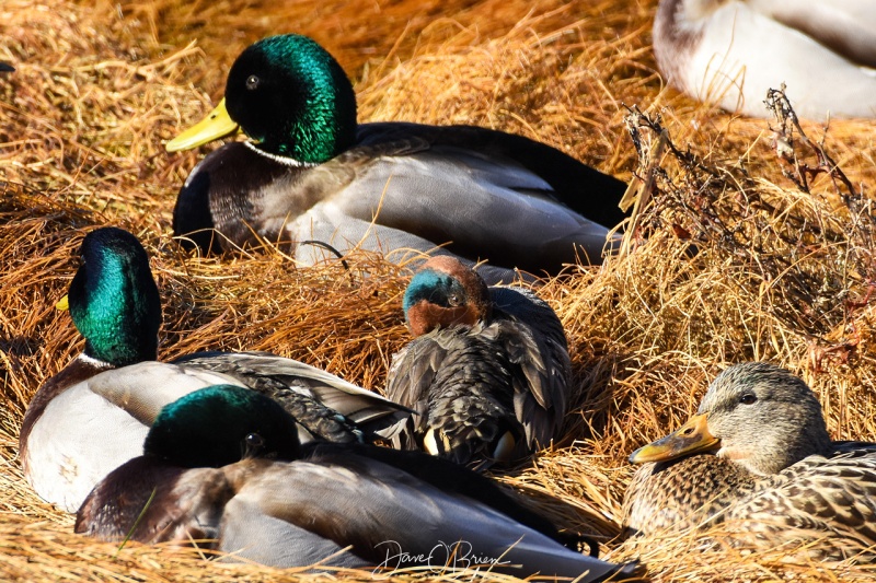 some Mallards and a Green Winged Teal hiding amongst them. Rye NH 1/31/18
