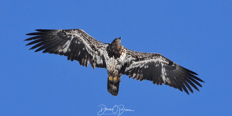 Immature Bald Eagle soars over a river in Berwick ME 2/3/18
