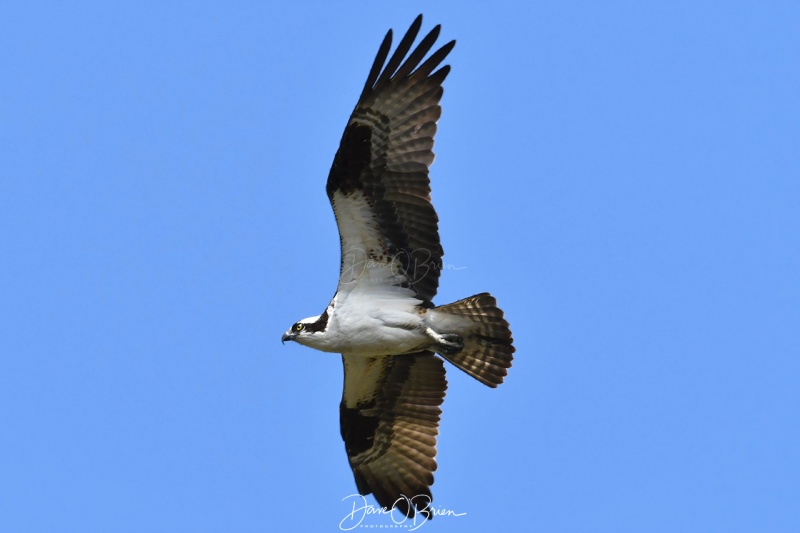 Osprey checking out a Red Tailed hawk that flew too close
5/15/200
