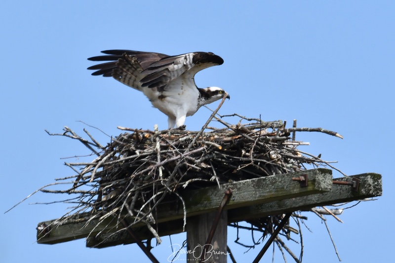 Osprey lands back at it's nest
5/15/200
