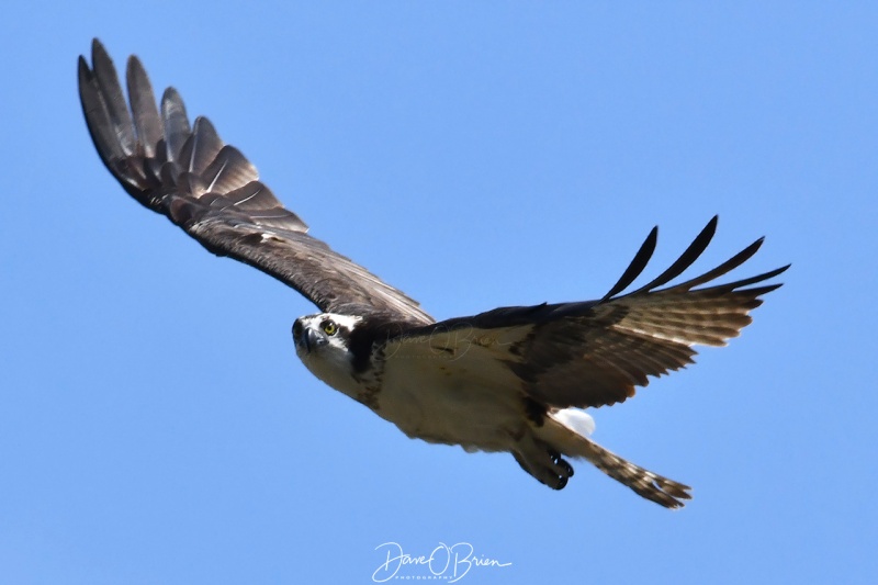 Osprey checking out a Red Tailed hawk that flew too close
5/15/200
