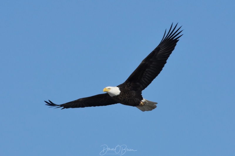 Bald Eagle soars over a river in Berwick ME 2/3/18
