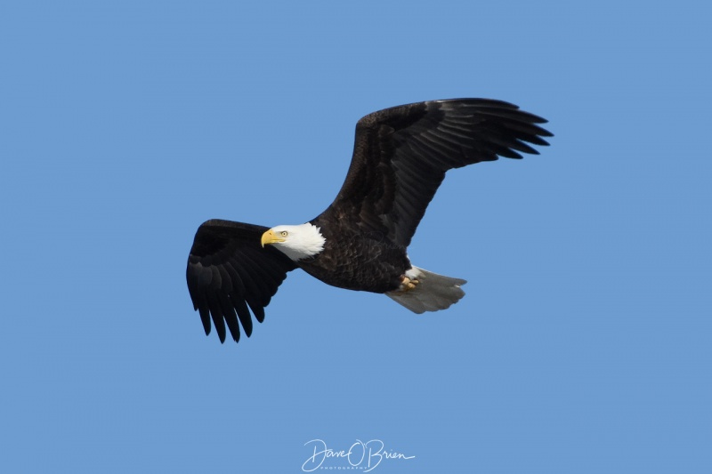 Bald Eagle soars over a river in Berwick ME 2/3/18
