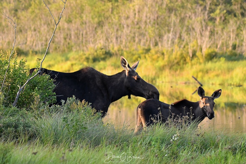 Mom and Calf Moose
Mother and calf come out to eat right before sunset up near Moosehead Lake, ME
8/16/21
Keywords: Moose, Moosehead Lake, Maine, Wildlife