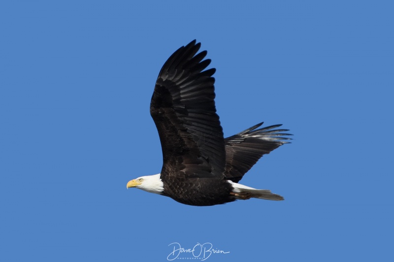 Bald Eagle soars over a river in Berwick ME 2/3/18
