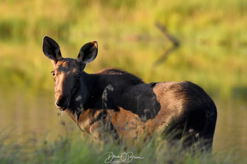 checking on the strangers
On top of our Jeep staying a good distance away from the calf so Mom felt safe with us there. 
8/16/21
Keywords: Moose, Moosehead Lake, Maine, Wildlife