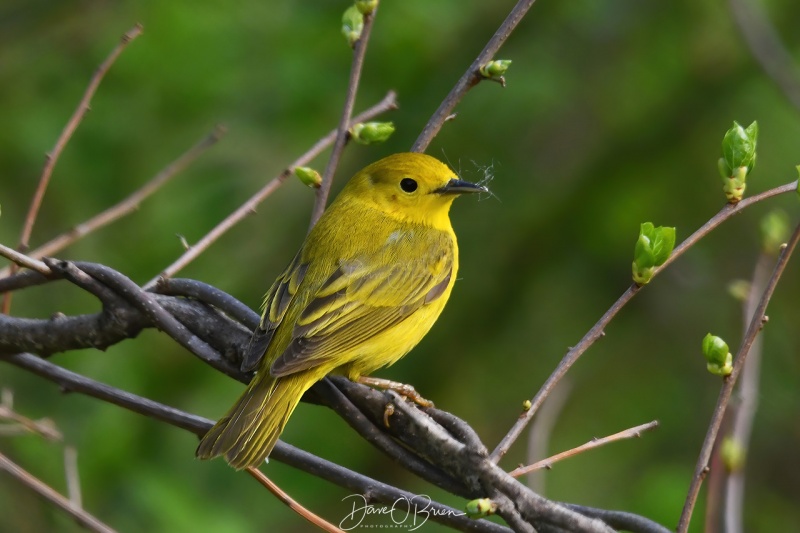 Yellow Warbler
Pickering Ponds
5/15/200
