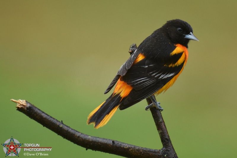 Male Baltimore Oriole 5/14/17
