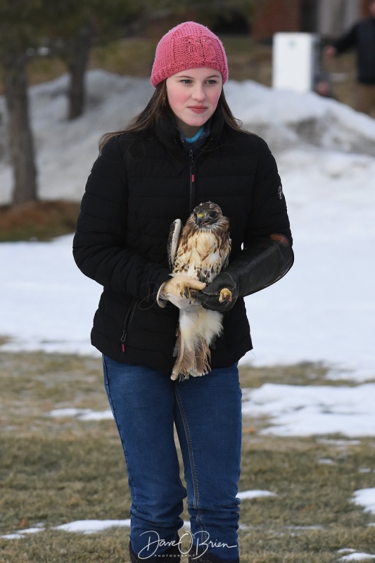 Red Tail Hawk in Durham 2/3/18
One of Jane Kelly's helpers gets ready to release a Red Tail Hawk in Durham
