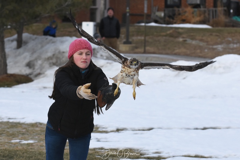 Red Tail Hawk in Durham 2/3/18
One of Jane Kelly's helpers gets ready to release a Red Tail Hawk in Durham
