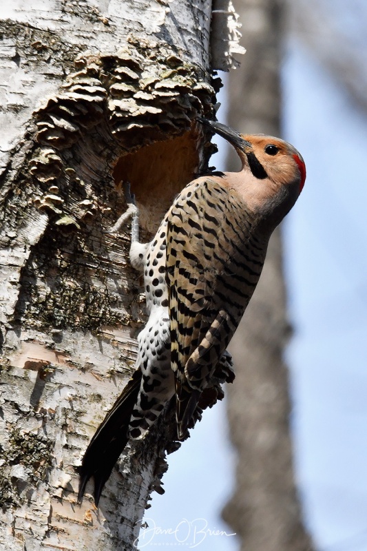 Northern Flicker looking for lunch
4/20/21
