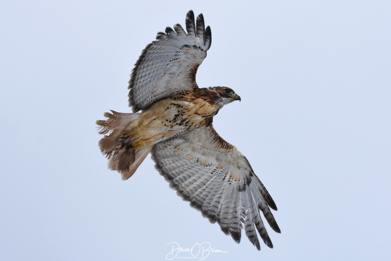 Red Tail Hawk in Durham 2/3/18
