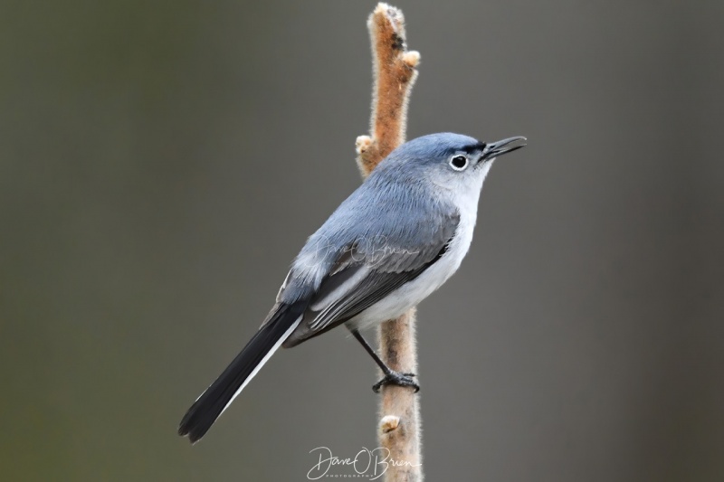 Blue-grey Gnatcatcher
Pickering Ponds
5/15/200
