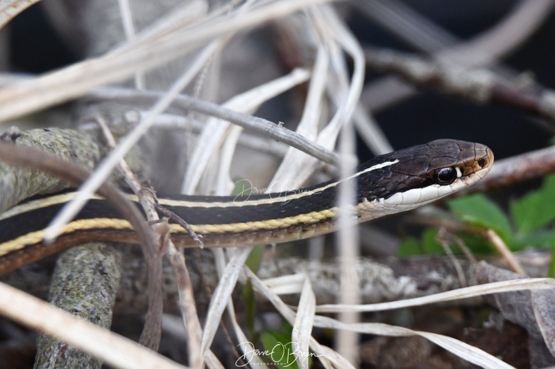 Ribbon Snake
Pickering Ponds
5/15/200
