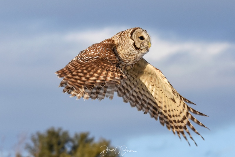 Barred Owl released 2/13/18
