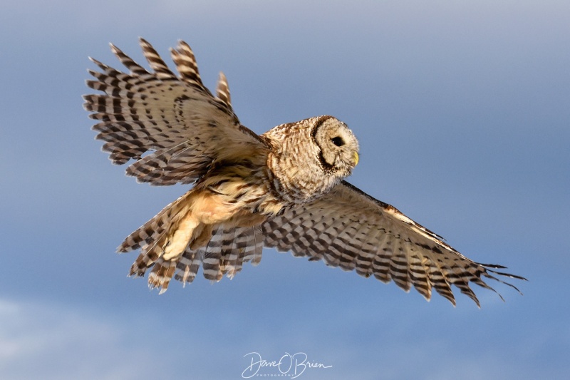 Barred Owl released 2/13/18
