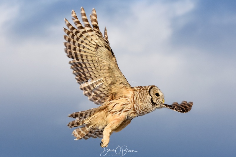 Barred Owl released 2/13/18
