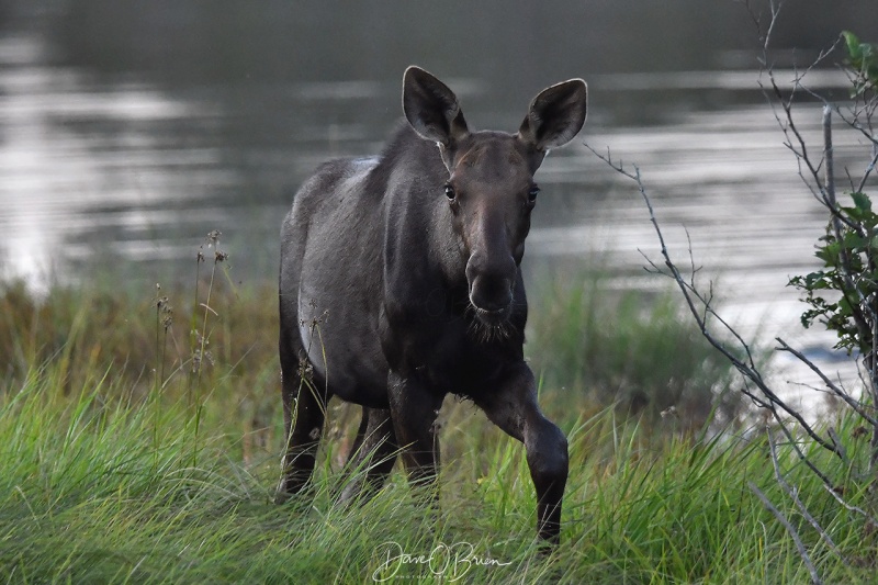 inquisitive calf comes closer to check us out.
On top of our Jeep staying a good distance away from the calf so Mom felt safe with us there. 
8/16/21
Keywords: Moose, Moosehead Lake, Maine, Wildlife