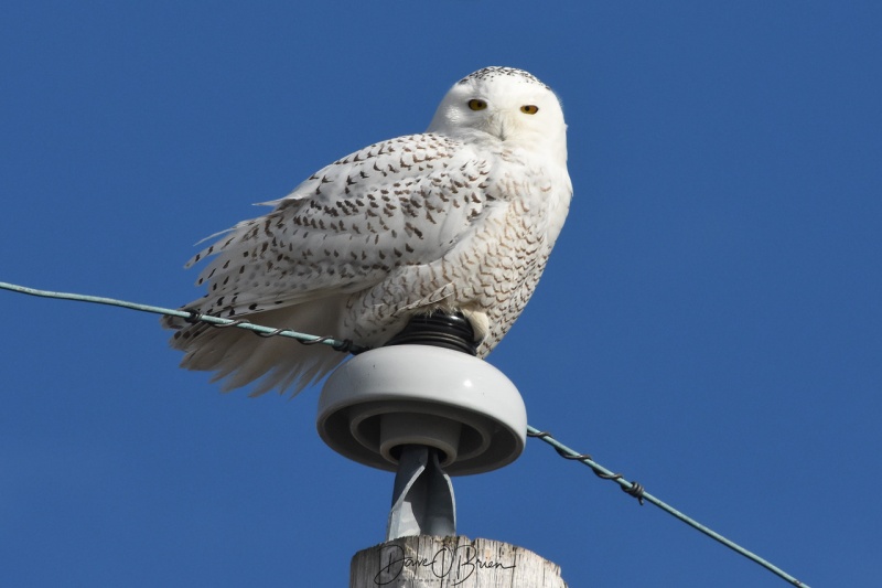 Snowy Owl 2/6/18
