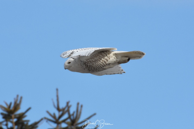Snowy Owl takes flight to a new location 2/6/18
