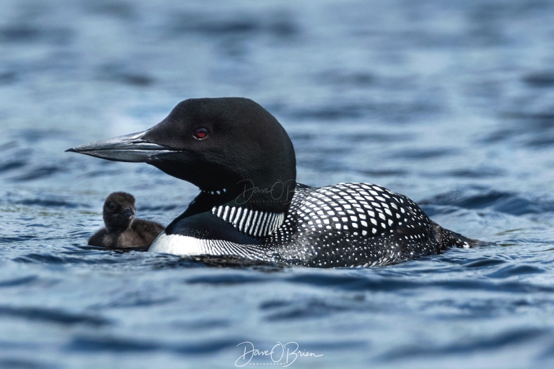 NH Loon & chic
Central NH
7/26/19
