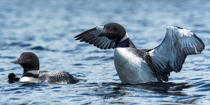 NH Loon & chic
Central NH
7/26/19
