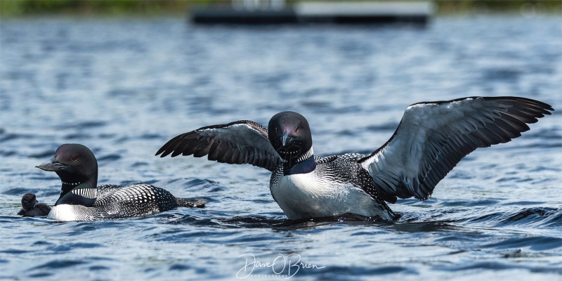 NH Loon & chic
Central NH
7/26/19
