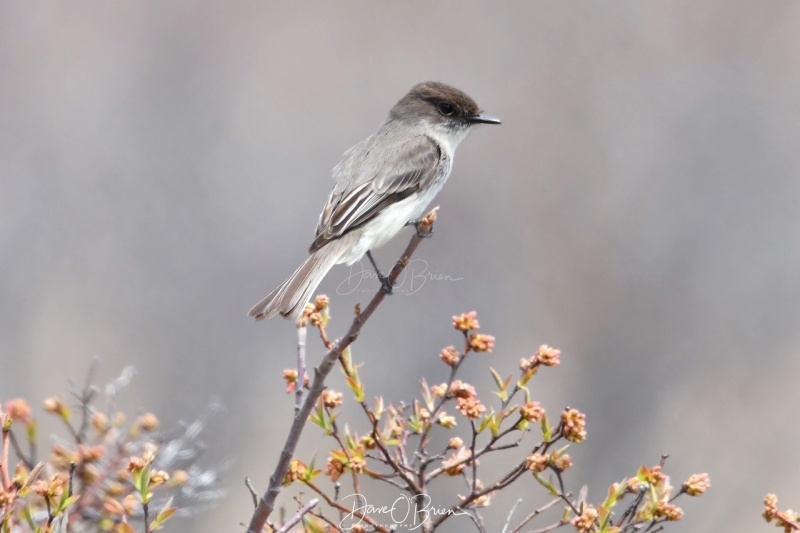 Eastern Phoebe
Wells Reserve @ Laudholm
5/13/2020
