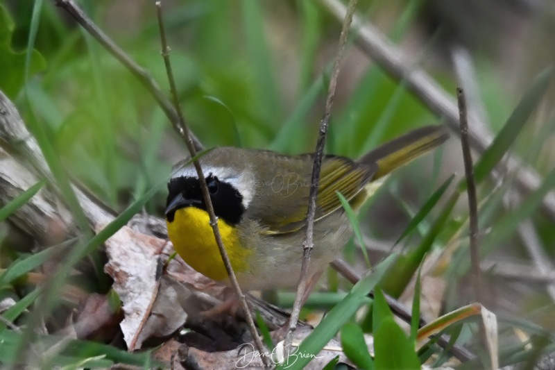 Common Yellowthroat Warbler
Wells Reserve @ Laudholm
5/13/2020
