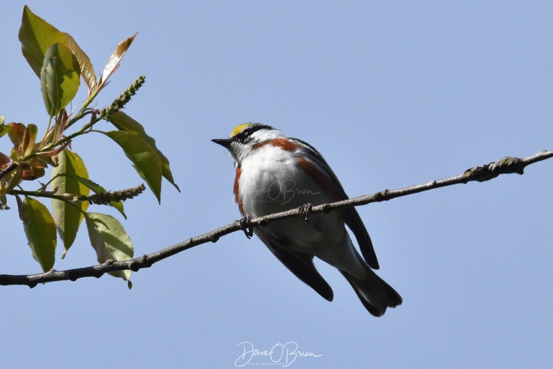 Chestnut-sided Warbler
Wells Reserve @ Lundholm
5/17/2020
