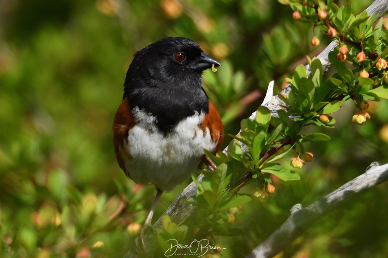 Eastern Towhee
Wells Reserve @ Lundholm
5/17/2020
