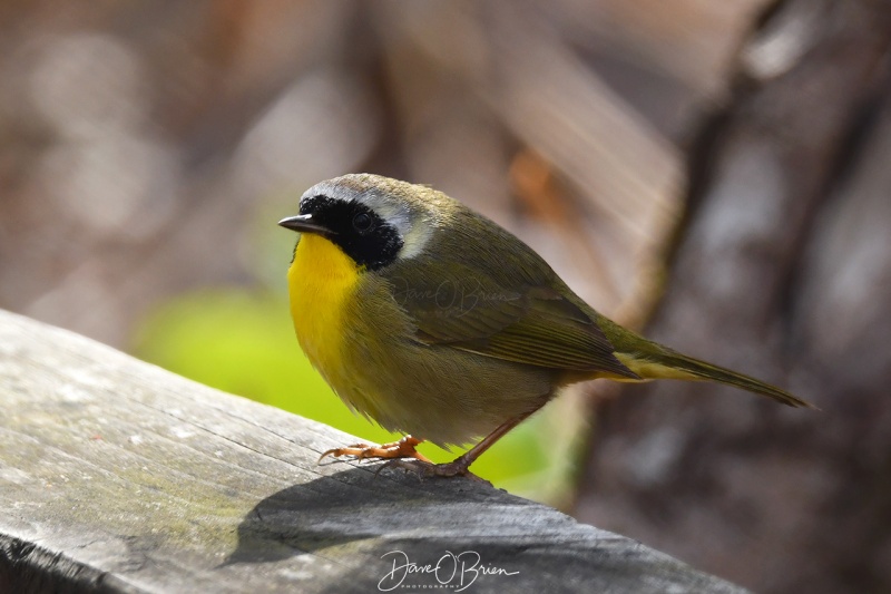 Common Yellow-throat Warbler
Wells Reserve @ Lundholm
5/17/2020
